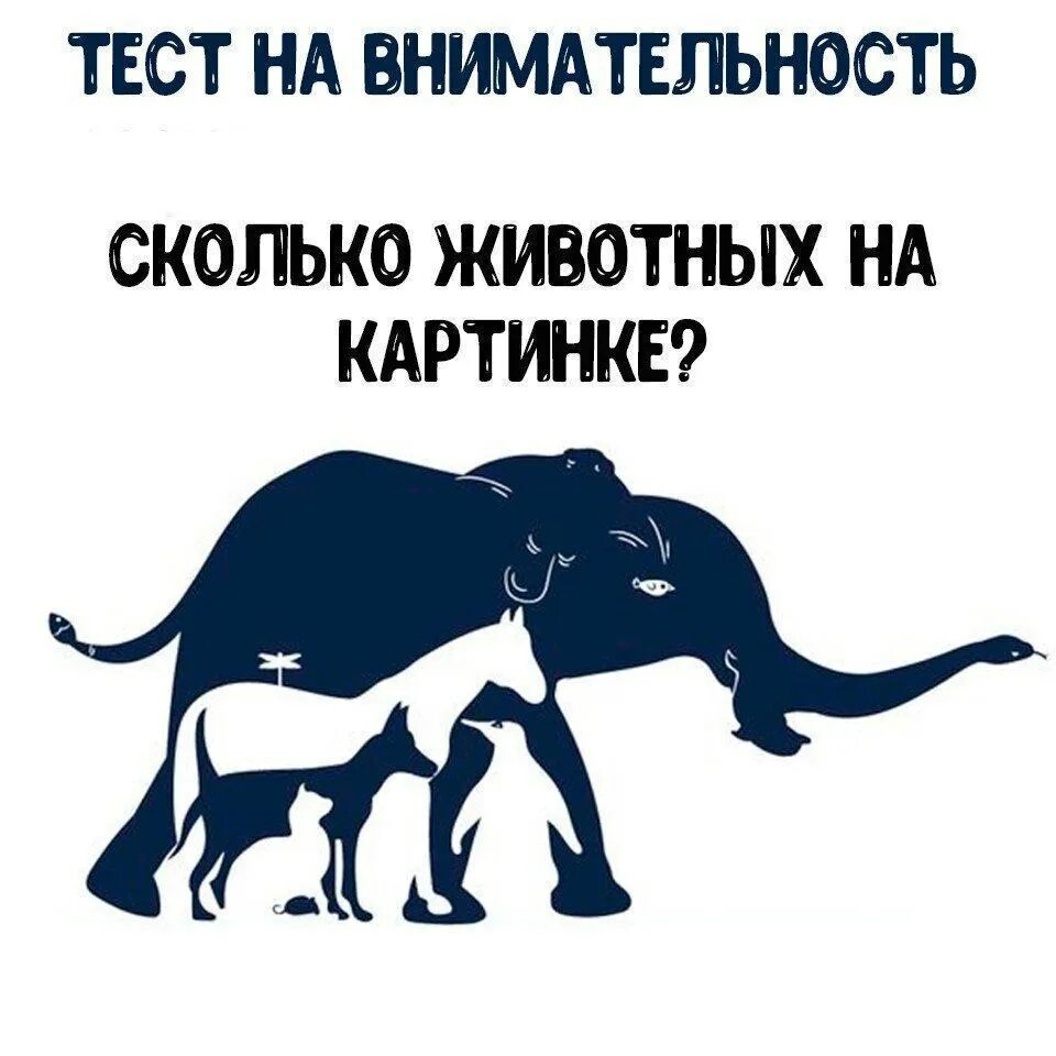 Сколько животных взял. Сколько животных. сколько животных у юрия антонова. сколько животных в квартире. мантиансаари сколько животных.