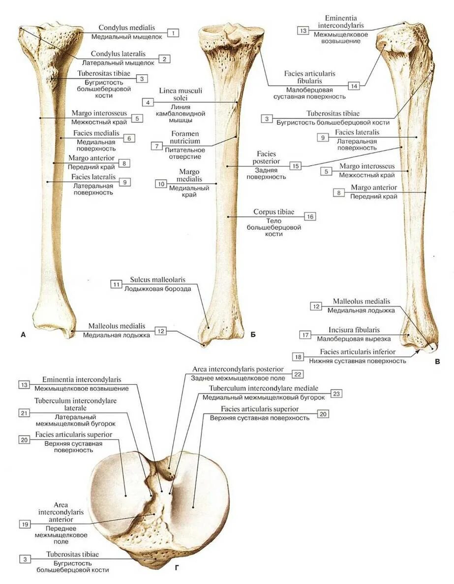 Большая берцовая кость анатомия человека. Большая берцовая кость анатомия латынь. Большеберцовая кость мед универ. Малая берцовая кость анатомия.