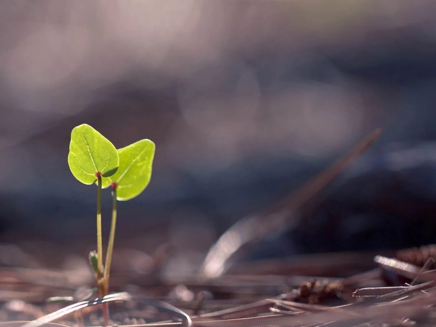 Стебель пророс. Трава весной. Росток сквозь асфальт. Seed germination. Росток плодоносный иосиф.