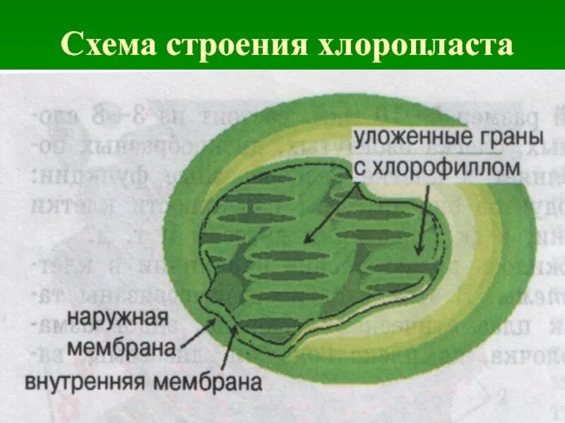 Зерна крахмала в хлоропластах. Схема строения хлоропласта растительной клетки. Схема строения хлоропласта. Строение хлоропласта. Хлоропласт в разрезе.