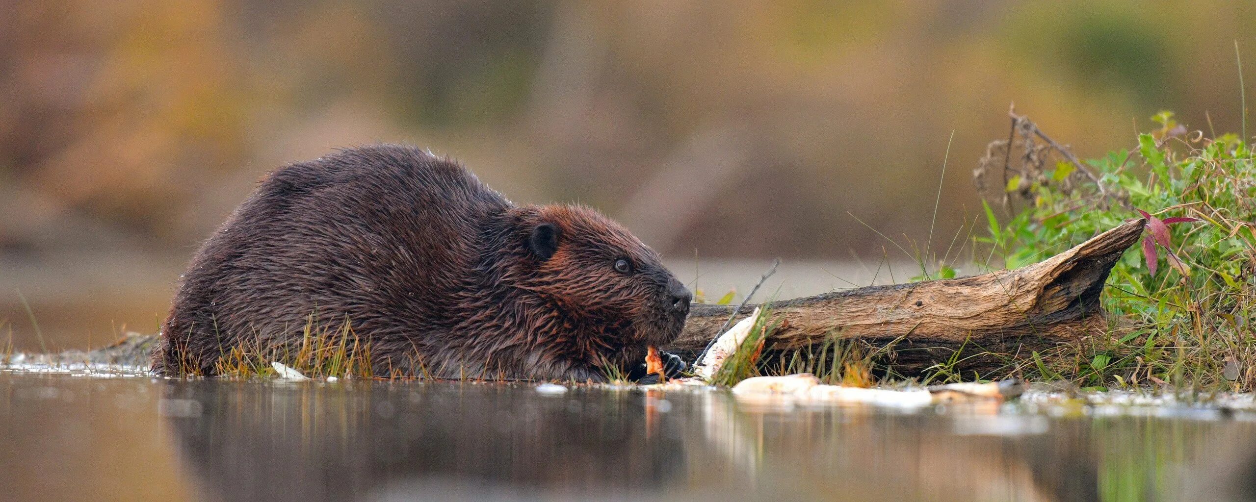 Результаты бобра. Канадский Бобр (Castor canadensis). Бобр Речной обыкновенный. Речной Бобр Западносибирский подвид. Бобр бобриха и бобрята.