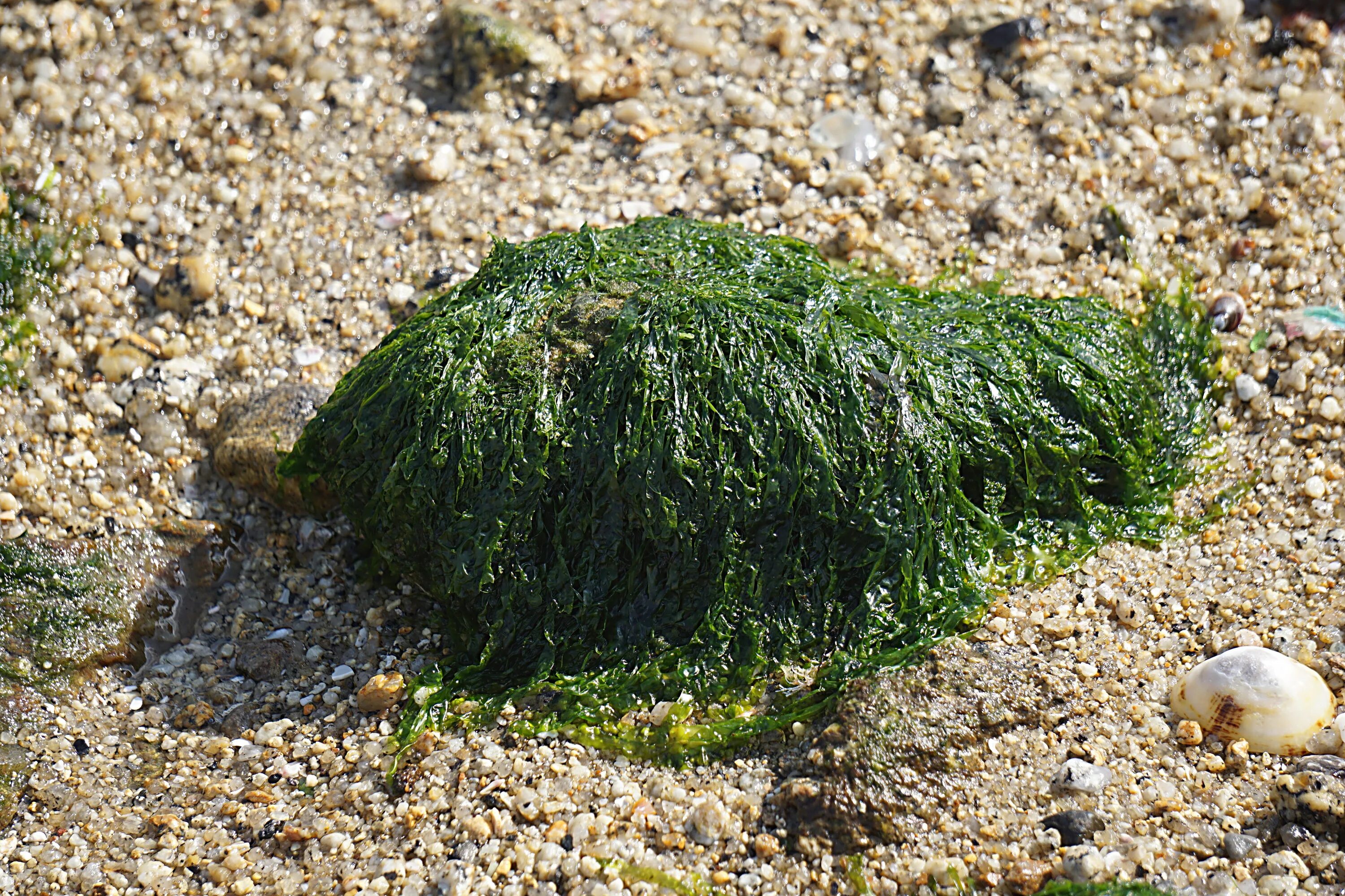 Морская трава. Морские водоросли. Морской мох водоросли. Морские кусты.