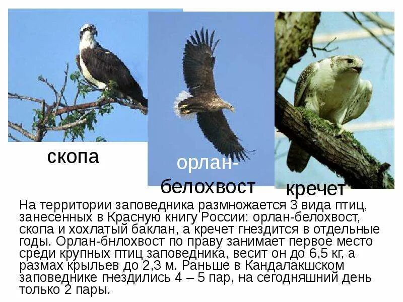 Орлан белохвост занесен в красная книга. Орлан белохвост занесен в красная книга. Орлан беллхвост внесен в красну книгу. Орлан белохвост занесен в красная книга. Ареал обитания степного орла.