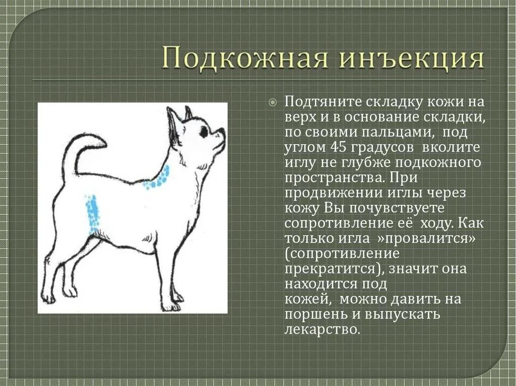 Подкожное Введение лекарственных средств собаке. Куда ставить укол собаке подкожно. Куда колоть собаке внутримышечно укол схема. Укол собаке внутримышечно схема.