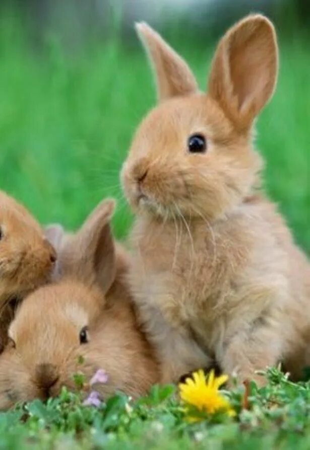Кролики. Семья кроликов. Зайчата. Красивый кролик. Кролику 7 лет