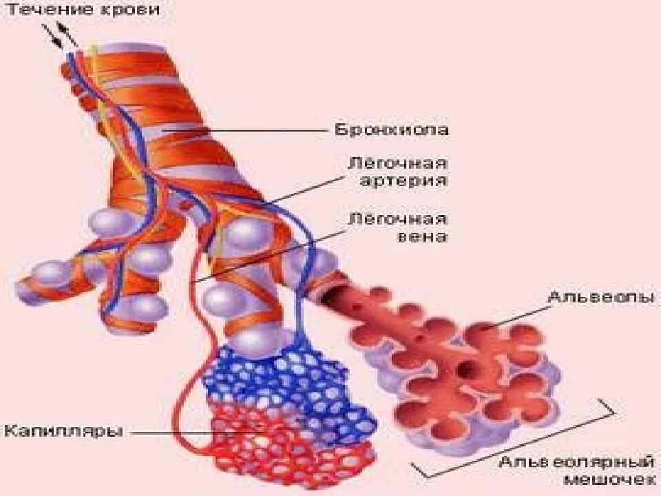 Что происходит с кровью в легочных капиллярах