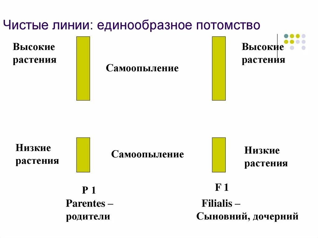 Чистые линии и форма. Единообразное потомство. Скрещивание чистых линий. Чистые линии растений получают путём самоопыления. Наследование по закону презентация.