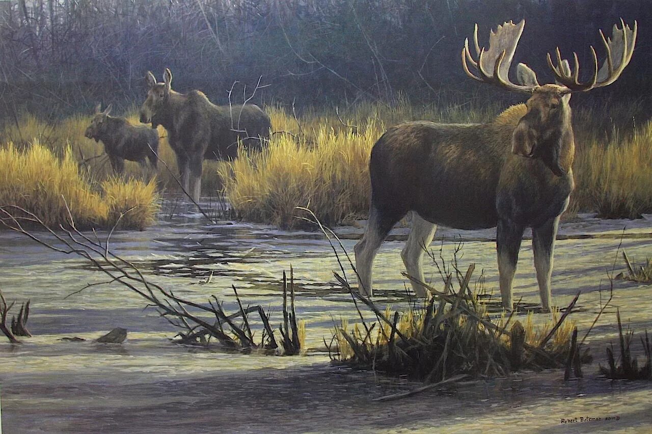 Весенний лось. Robert Bateman Лось.