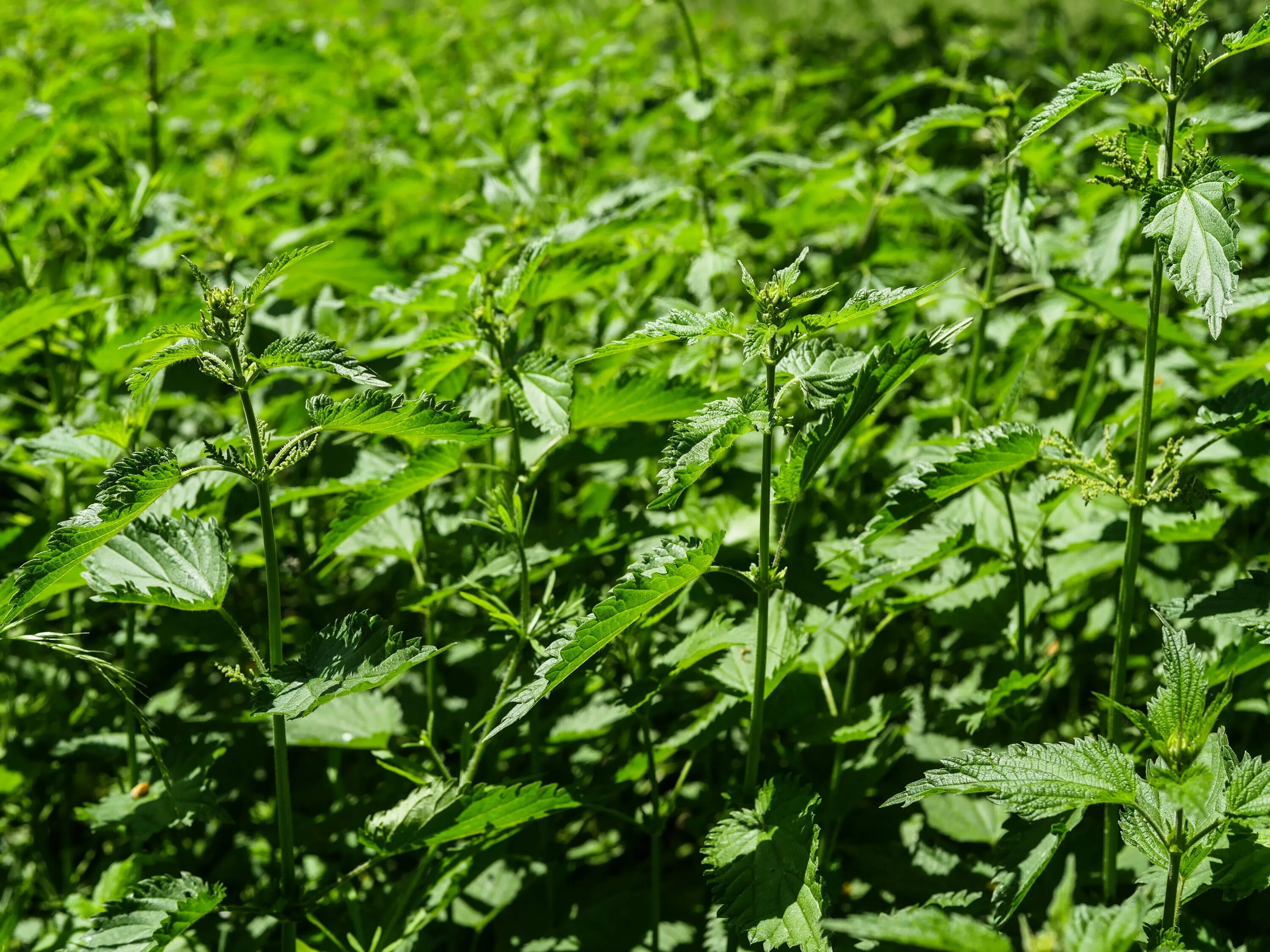 Крапива на теле. Крапива двудомная. Крапива жгучая (Urtica urens). Крапива Луговая. Крапива жабреелистная.