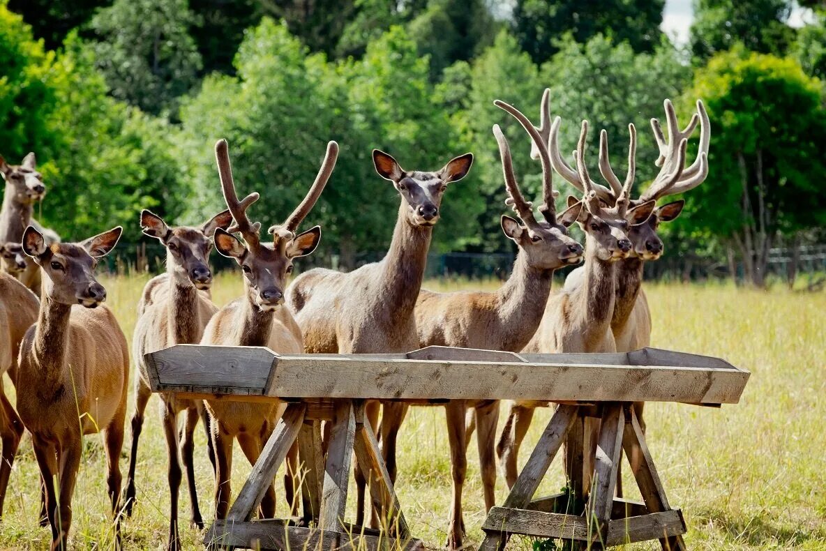 Животные сорт. Чёрные камни карелия зоопарк. Животные сорт. Зоопарк сортавала. Животные сорт.