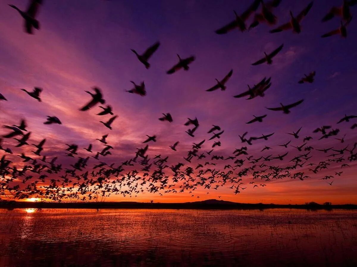 Встречаем стаи птиц. Стая птиц. птицы улетают. перелет птиц. птицы на закате.