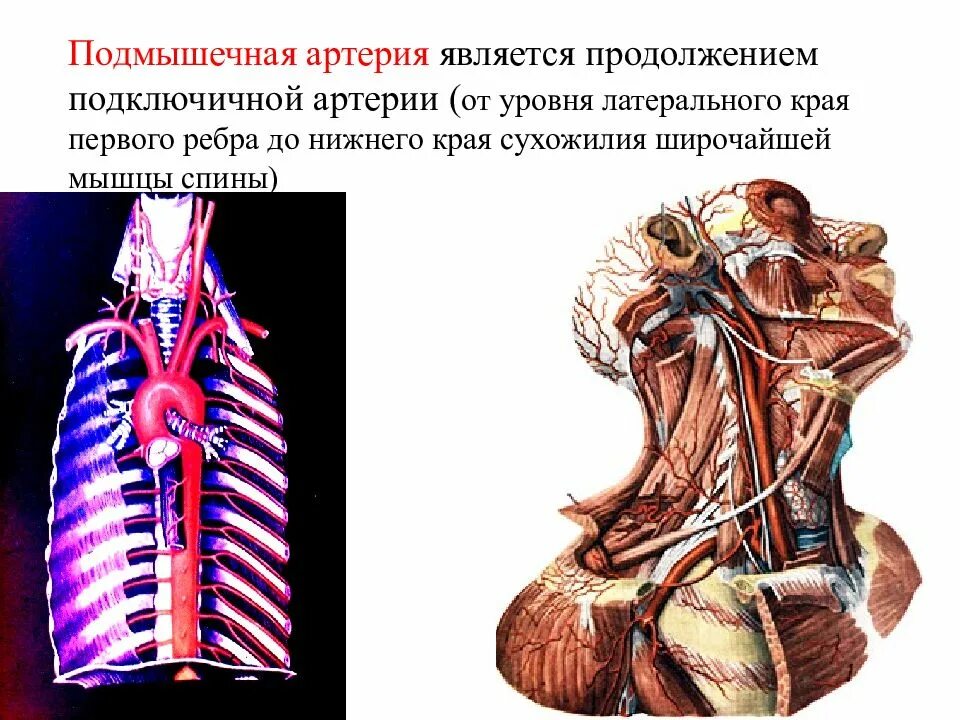 Правая подключичная вена. Подключичная и подмышечная артерии. Подключичная Вена ветви. Подключичная и подмышечная Вена. Подмышечная артерия.