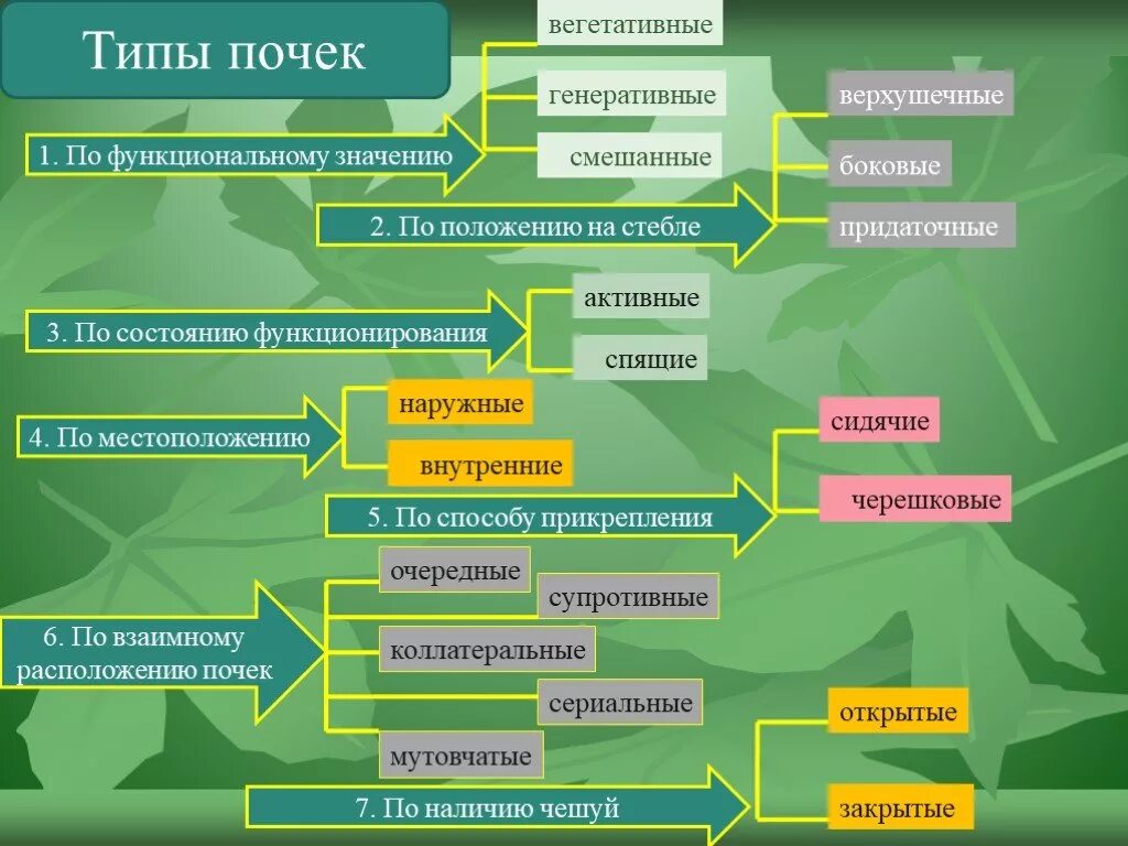 5 форм вегетативного. Классификация почек растений. Строение и классификация почек. Виды почек растений таблица. Виды и строение почек растений.