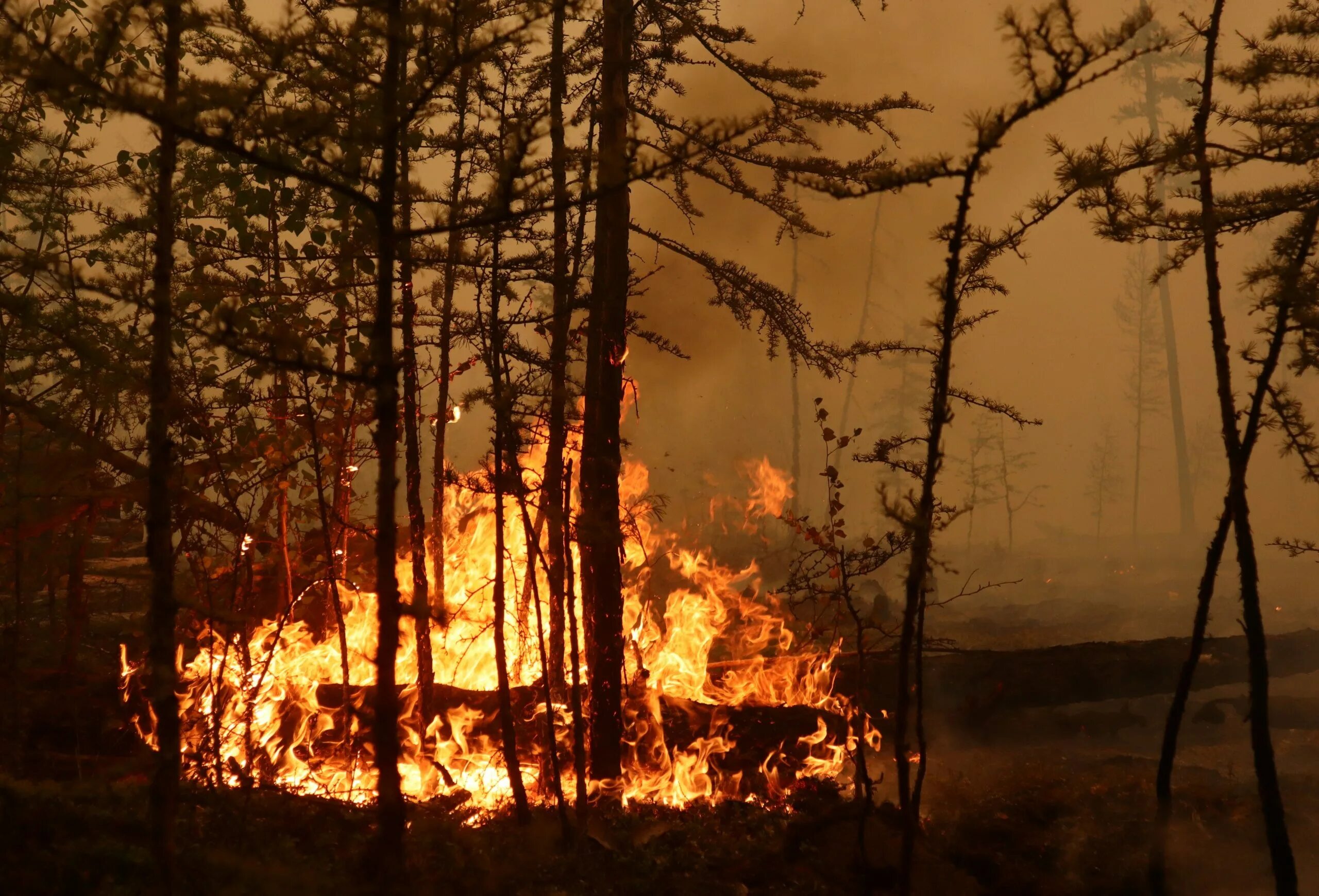 Пожар в лесу в 2022 году в Якутии. Пожары в Якутии 2021. Лесные пожары в Якутии. Сгоревшие леса Якутии 2021.