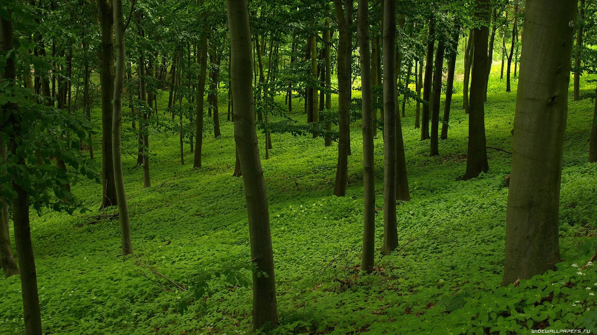 Нижегородка зеленый лес. Красивые леса. Зеленые леса. Деревья в лесу.