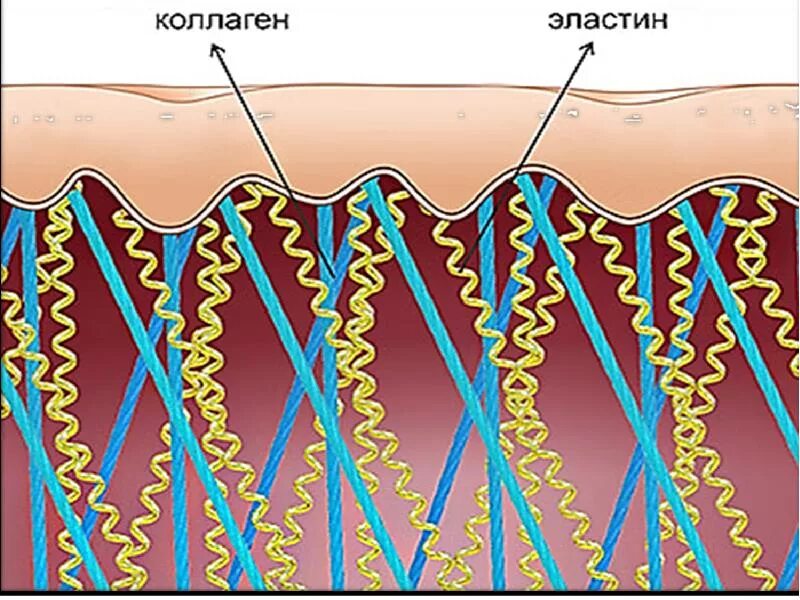 Коллаген эффективность. Строение кожи коллаген эластин. Строение дермы коллаген и эластин. Строение коллагена и эластина. Структура кожи Collagen elastin.