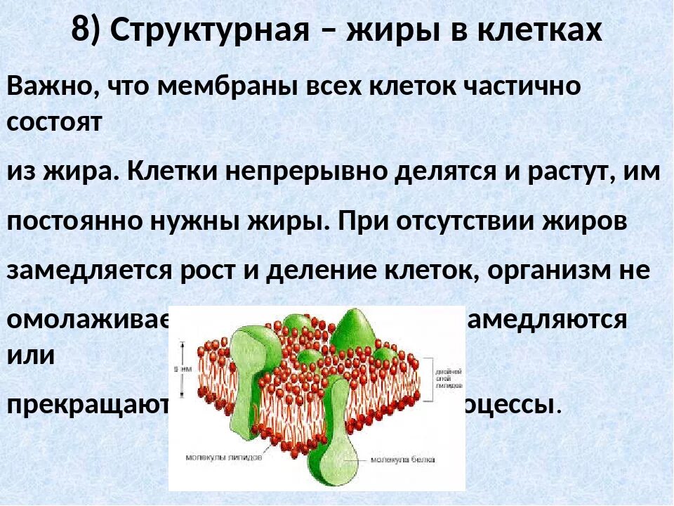 Какие функции белков жиров и углеводов. Жиры в составе клетки. Роль жиров в растительной клетке.