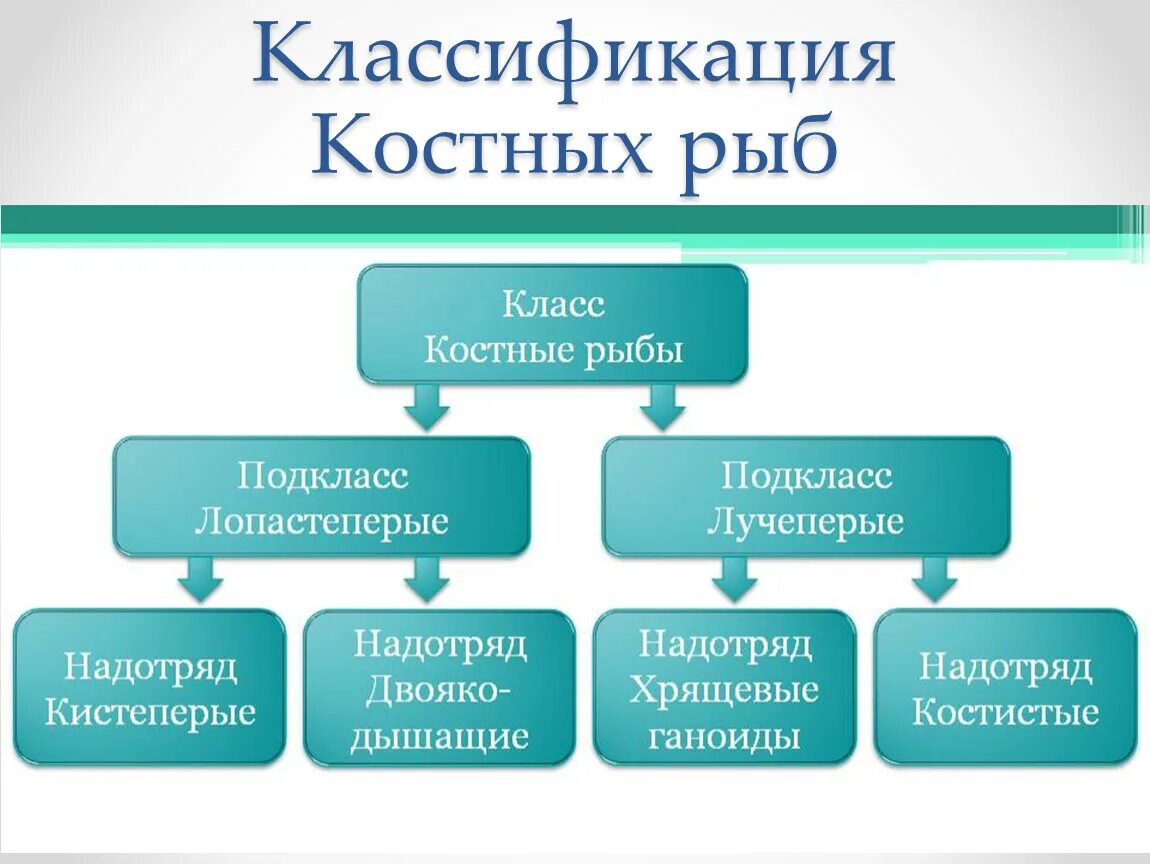 Классификация рыб класс. Систематика костных рыб схема. Классификация костных рыб схема. Класс костные рыбы классификация. Надкласс рыбы систематика.