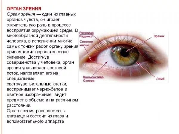 Реферат на тему глаза. Органы чувств человека глаза орган зрения. Сообщение о органе чувств глаза. Орган чувств зрение доклад. Глаза орган чувств сообщение 4 класс.