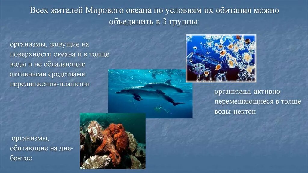 Урок 6 класс жизнь в океане. Жизнь в океане доклад. Жизнь в океане презентация. Сообщение на тему жизнь в океане. Сообщение жизнь в океане 6 класс.