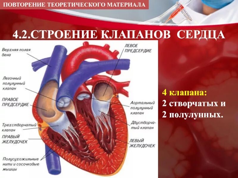 Презентация по анатомии "Строение сердца человека"