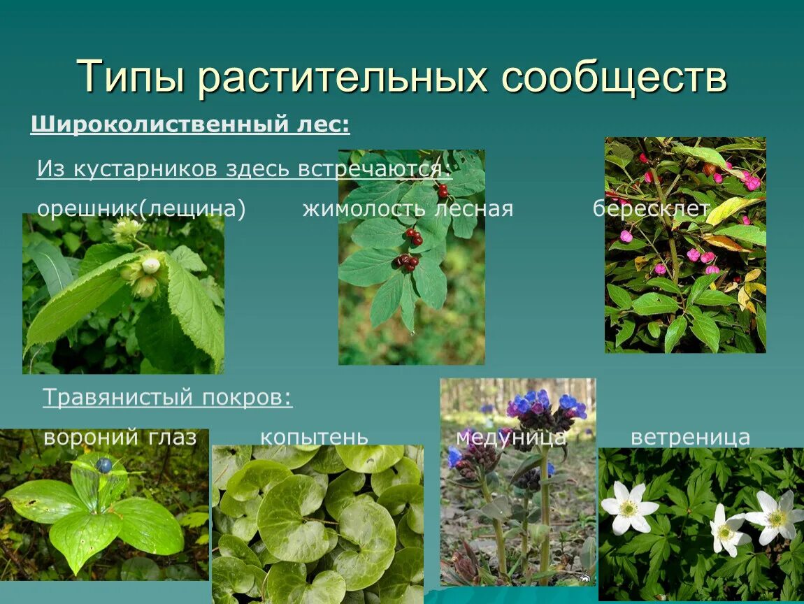 Растительные сообщества. Растительные сообщества примеры. Типы сообществ растений. Растительное сообщество растений. Лиственные преобладающие виды растений