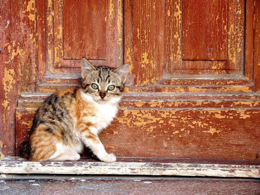 Кот сидит у входной двери. Дом для кошки. кот на пороге. котенок на пороге. кошка дома.