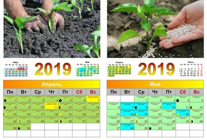 Календарь посадок в грунт. Календарь рассады в грунт ?. Календарь посадки рассады огурцов. Календарь посева семян на рассаду.