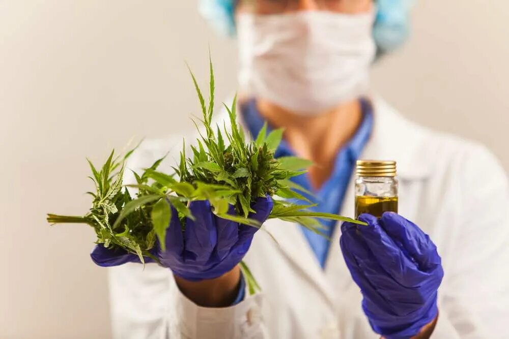 Применение врач. Растения в медицине. Травы в медицине. Лечебная марихуана. Лекарственные растения в медицине.