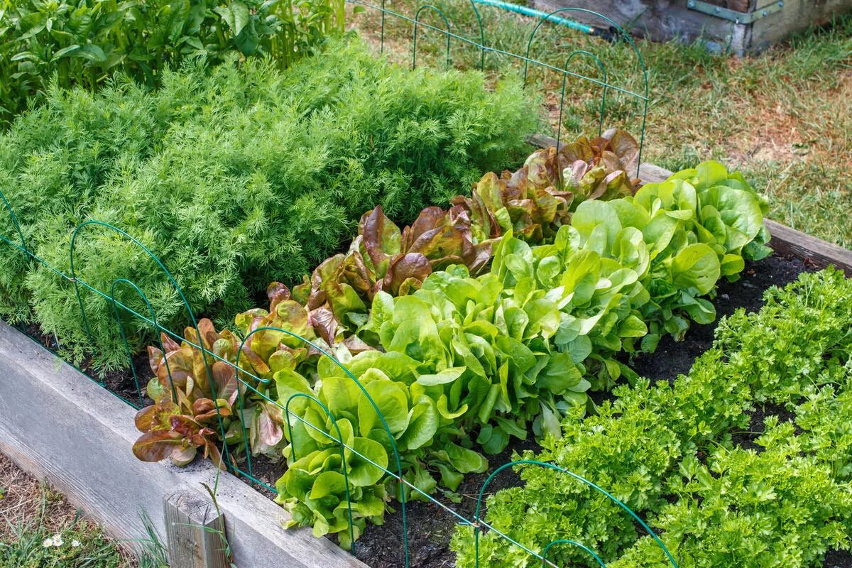 Как садить зелень. Рассадочная грядка. Вертикальное озеленение на даче. Монастырский огородик. Посадка зелени на грядке.