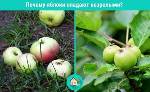 Опадает яблоня