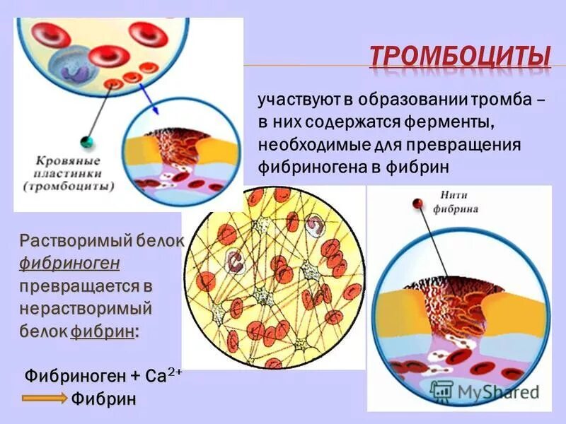 Образование тромба превращение фибриногена. Тромбоциты образование сгустка крови. Физиологическая система свертывания крови. Схема двух фаз свертывания крови тромбообразования. Механизм тромбообразования фибриноген фибрин.