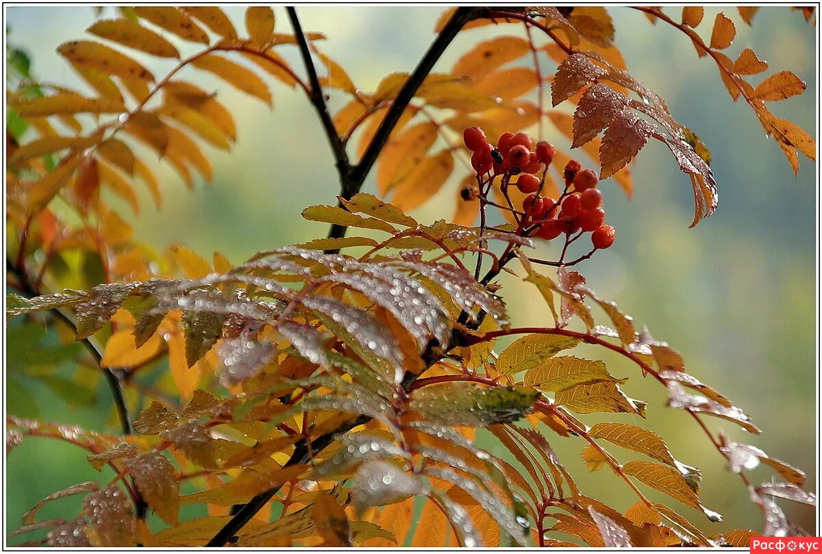 Дождливая осень. Осень дождь. Рябина с желтыми листьями. Осень рябина дождь. Ноябрь звук