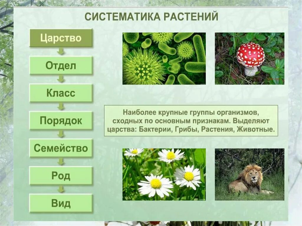 Систематика растений. Систематика царства растений. Основы систематики растений. Систематика растений 6 класс биология.