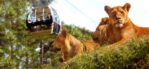 Wildlife ride