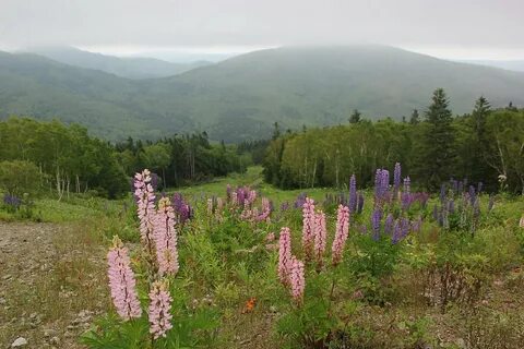 Цветы восточной сибири