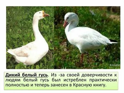 Белый гусь кратко
