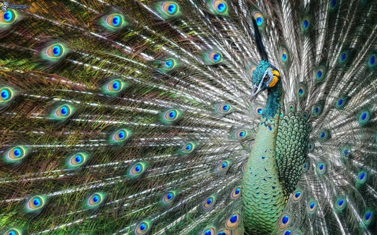 Павлин арлекин породы. Павлин (pavo cristatus). Индокитайский павлин. Павлин шри ланка. Красный павлин.