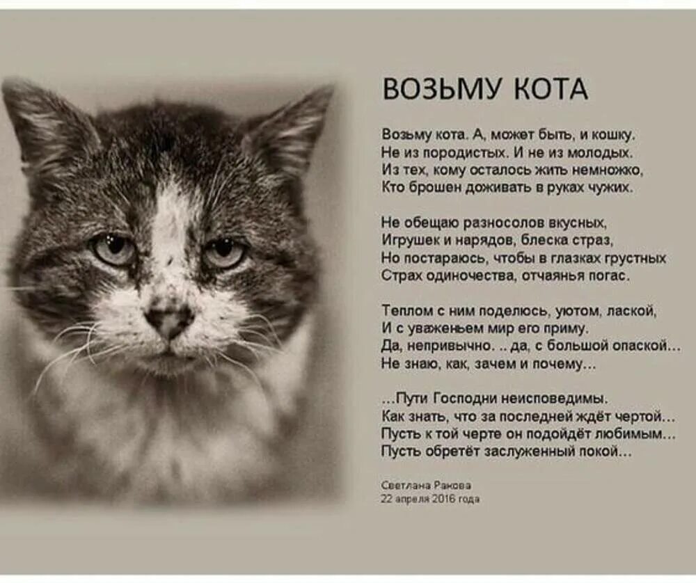 Жить без кошки грустно как то несерьезно