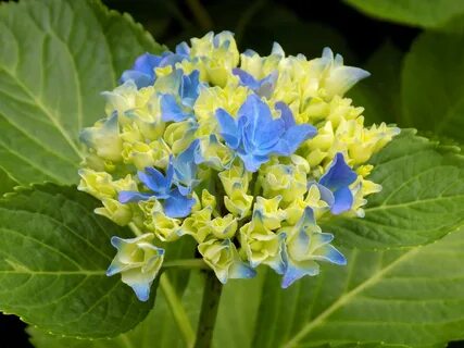 Blue plant