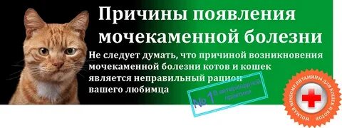 Мочекаменная у кошек симптомы и лечение