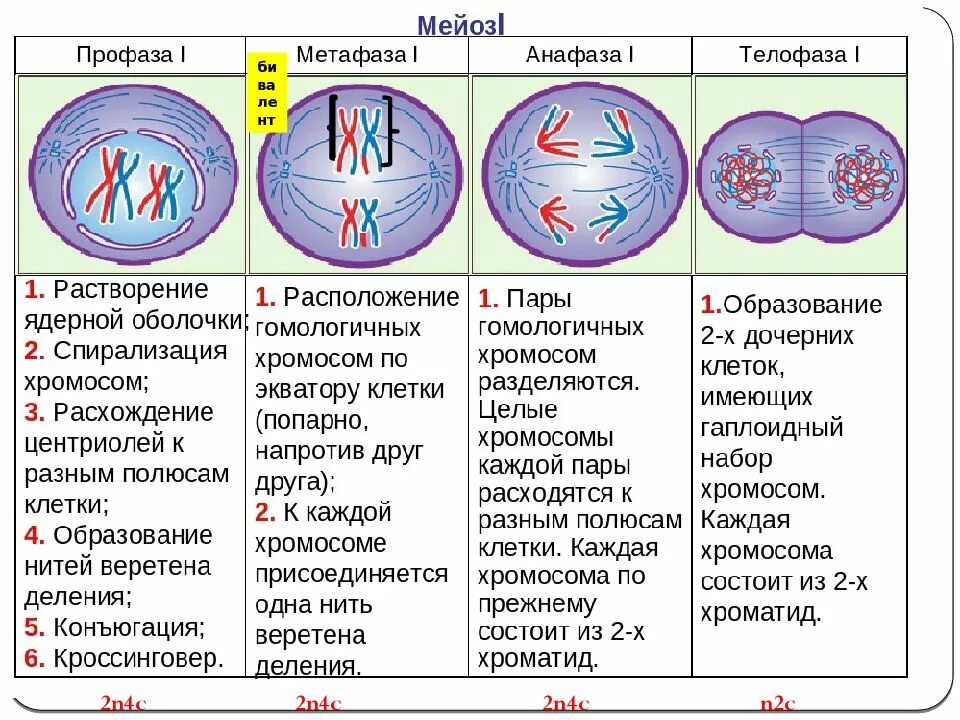 4n4c какая фаза. Митоз мейоз анафаза телофаза. Профаза метафаза анафаза телофаза. Деление мейоза профаза 1 деление. Метафаза профаза анафаза телофаза мейоза 1.