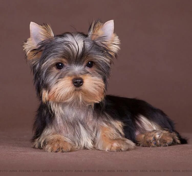 йоркширский терьер мальчики мини. йоркширский терьер мальчики мини. йоркшерский терьер» ( м. йоркширский терьер мини мальчик. йоркширский терьер стандар.
