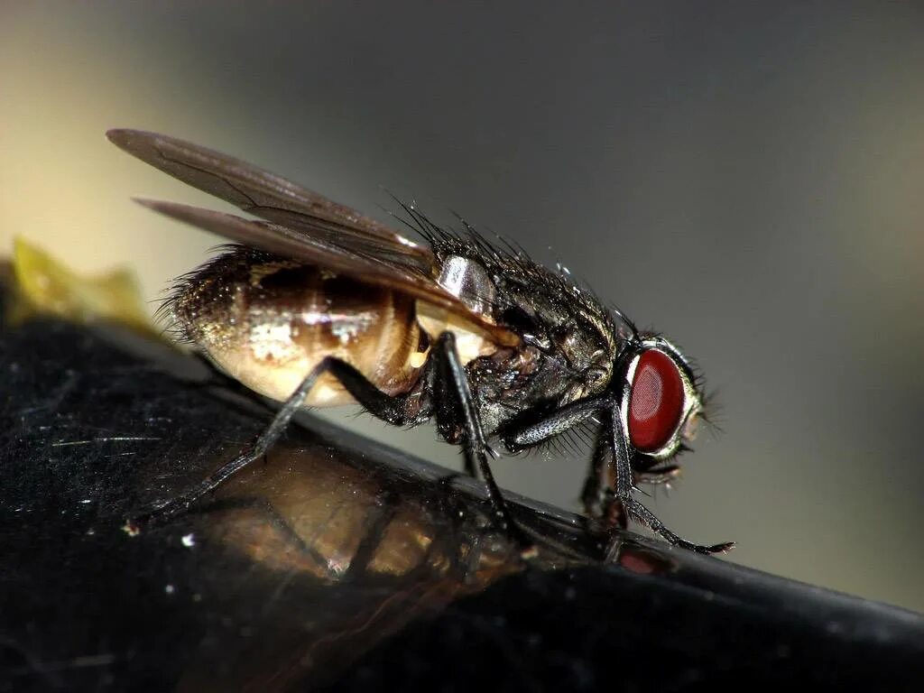 Tsetse fly. Муха ЦЕЦЕ. Овод, слепень, жигалка. Муха обыкновенная.