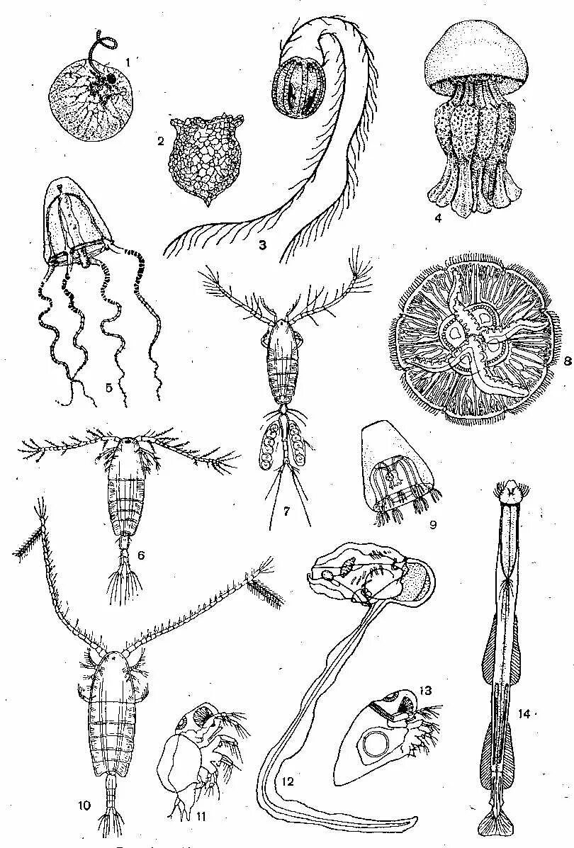 Размножение головоногих моллюсков схема. Циклопы семейство веслоногих рачков. На рисунке изображен жизненный цикл планктонного рачка. Коловратки веслоногие ветвистоусые. На рисунке изображен жизненный цикл планктонного рачка.