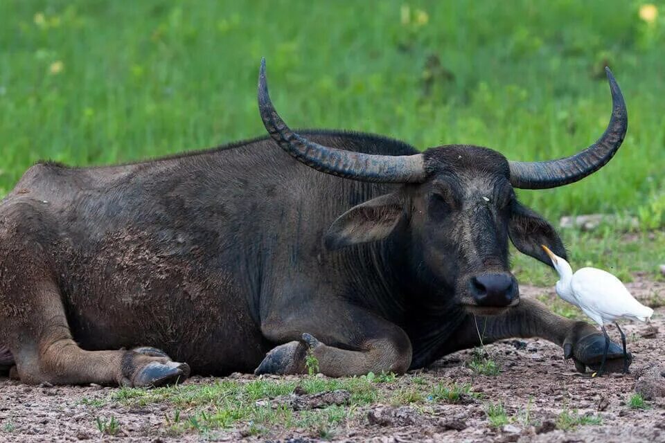 Индийский дикий буйвол. Австралийский буйвол. Азиатский водяной буйвол. Буйвол в Индии.
