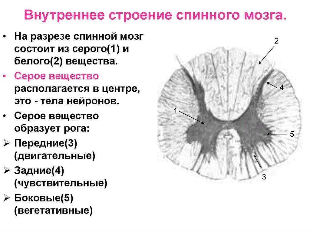 Спинной мозг в разрезе белое и серое вещество. Внешнее и внутреннее строение спинного мозга анатомия. Структура внутреннего строения спинного мозга. Строение спинного мозга белое и серое вещество мозга.