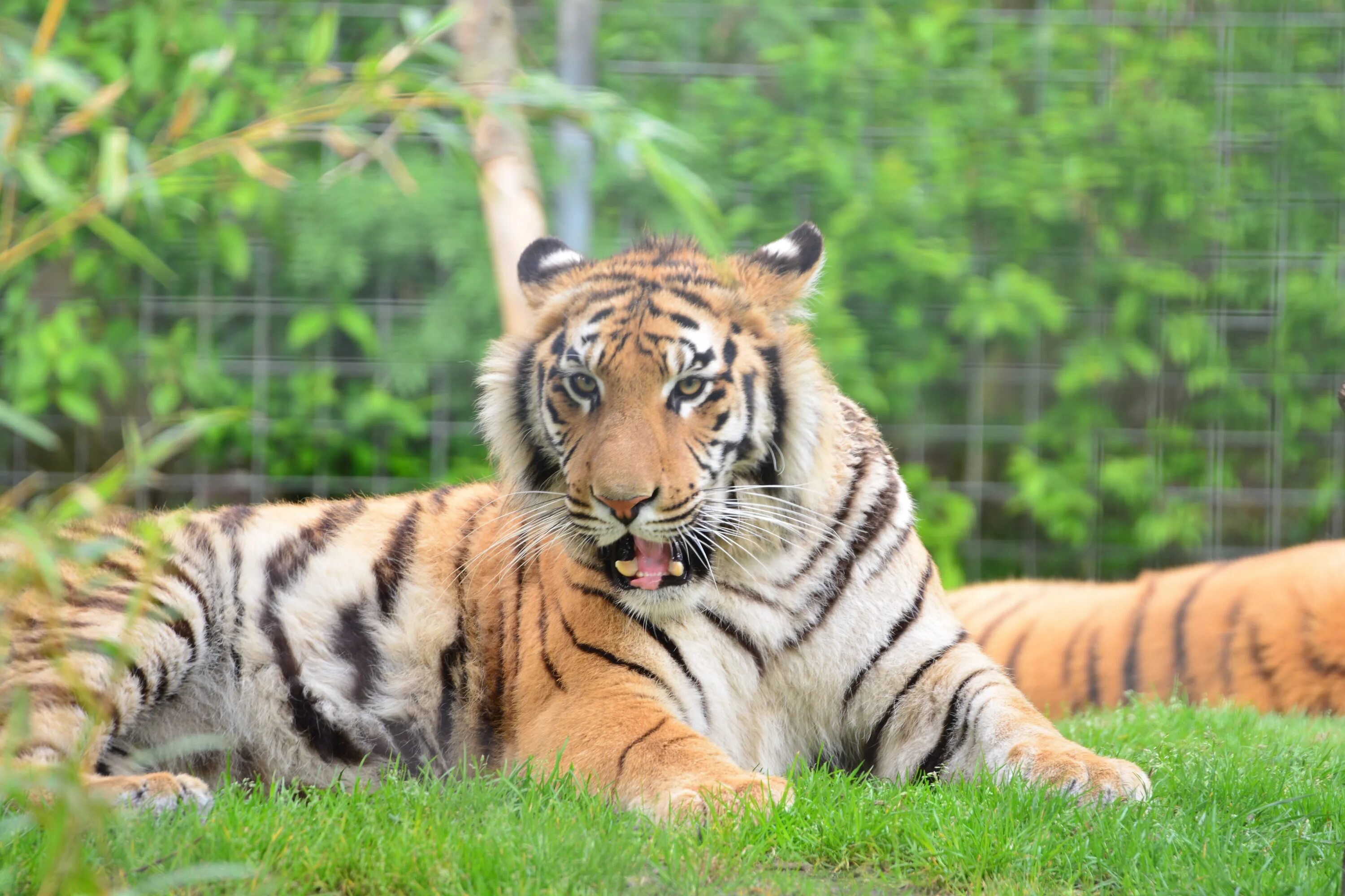 Бенгальский тигр. Бенгальский тигр тигр. Бенгальский кот тигр. Бенгальский тигр фото. Бенгальский тигр подвид тигра