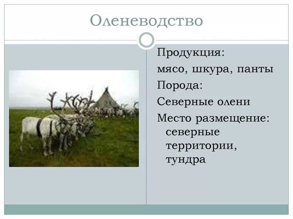 Агропромышленный комплекс животноводство.9 класс география. Оленеводство продукция. Оленеводство продукция отрасли. Оленеводство отрасль животноводства. Оленеводство сообщение