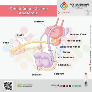 Delfinlar bilan suv ostida jinsiy aloqa